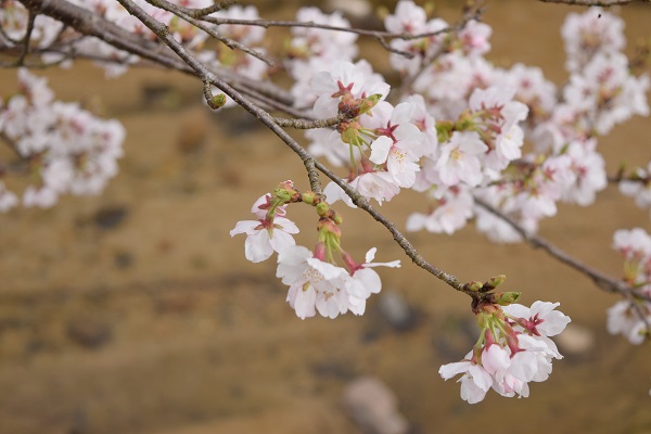 20160403_sakura_01_DSC_0931.JPG