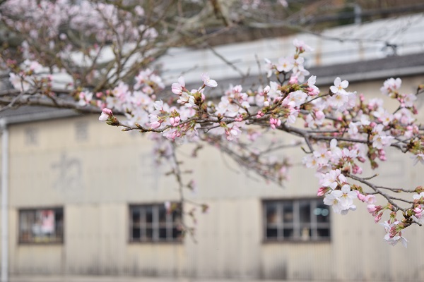 20160403_sakura_03_DSC_0914.JPG