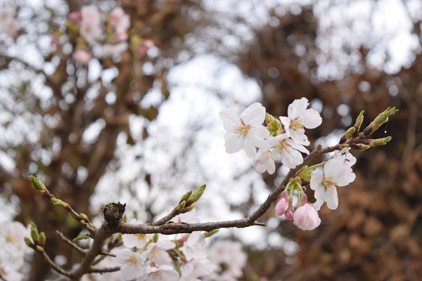 20160403_sakura_05_DSC_0905.JPG