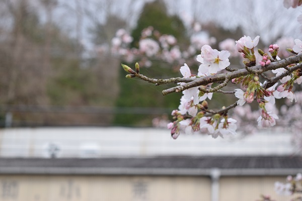 20160403_sakura_06_DSC_0913.JPG