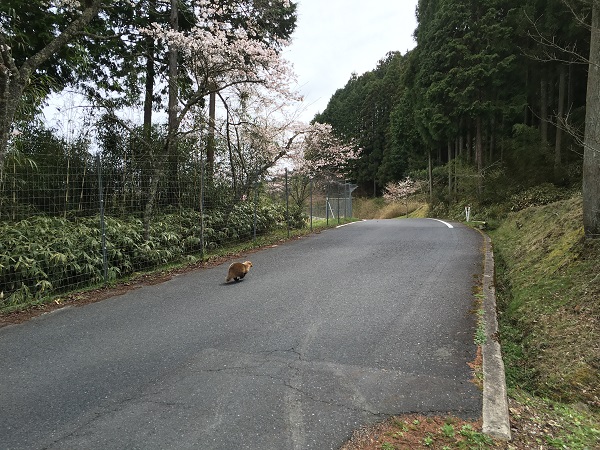 20160405_tanuki_02.jpg