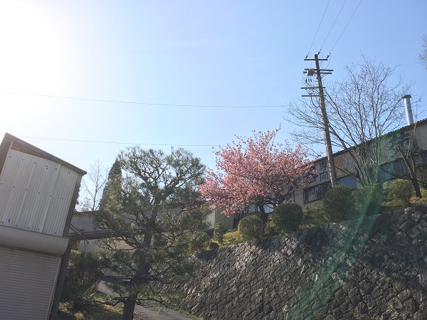 20180420_ume_01_2018-04-20_15-42-50_088.jpeg