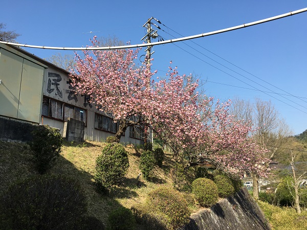 20180420_ume_03_2018-04-20_15-41-53_446.jpeg