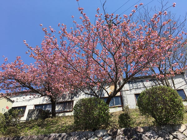 20180421_botansakura_01_IMG_5443.JPG