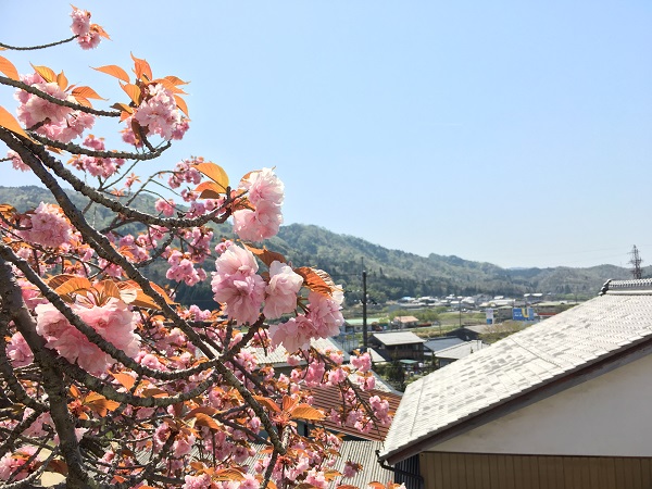 20180421_botansakura_02_IMG_5449.JPG