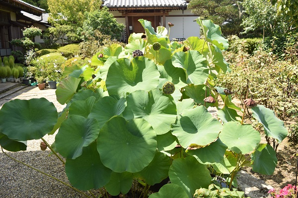 20140908當麻寺西南院蓮②DSC_0245.JPG