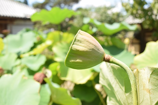 20140908當麻寺西南院蓮①DSC_0246.JPG